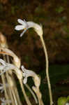 Oneflowered broomrape